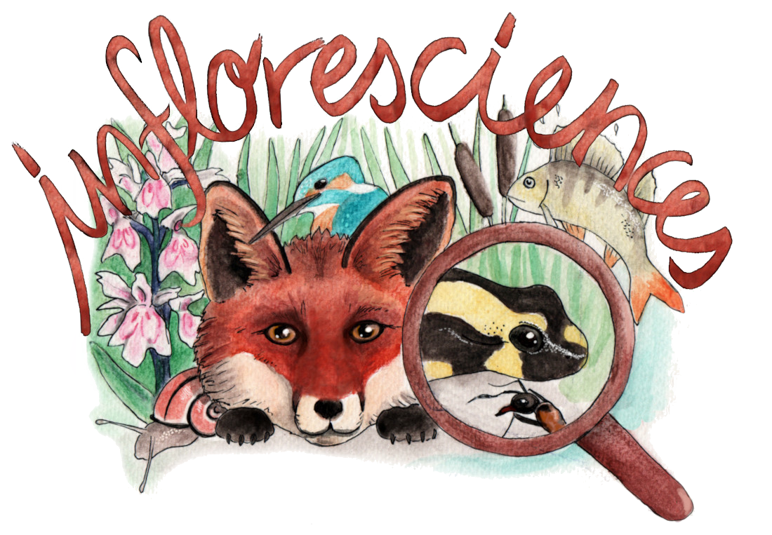 Infloresciences